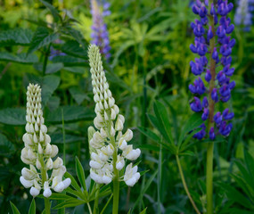 lupine flowers