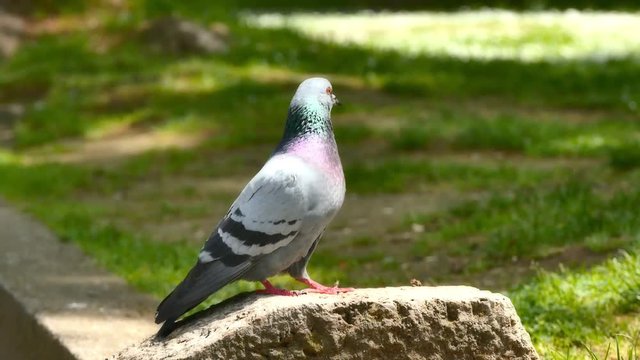 pigeons in park 4k