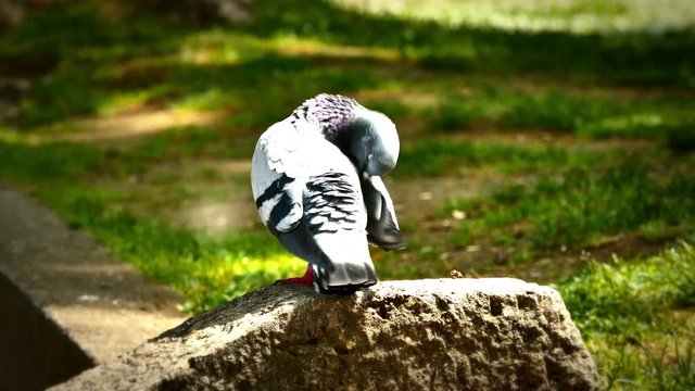 pigeons in park 4k