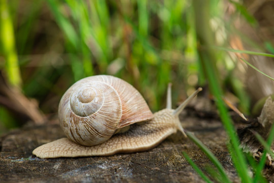 Burgundy snail (Helix, Roman snail, edible snail, escargot) craw