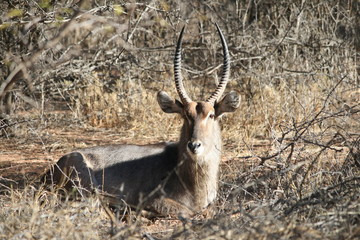 A male waterbuck in the national park
