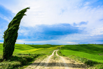 Cypress at the beginning of a dirt road in an idyllic landscape in Val d'Orcia