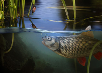 Fishing. Close-up shut of a fish hook under water
