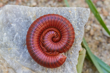 Millipede