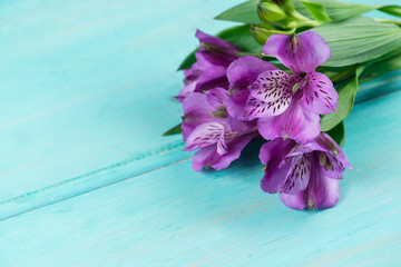 purple alstroemeria flower on a wooden background