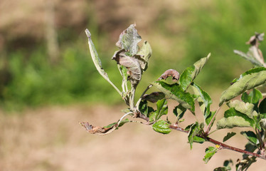 apple leaves  infected and damaged by fungus disease powdery mildew