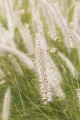 Fototapeta premium Pennisetum flower in the garden