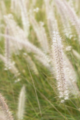 Fototapeta premium Pennisetum flower in the garden