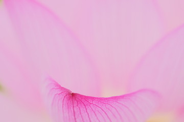 ピンクのまつ毛のような花びら