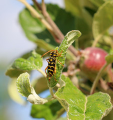 Wasp on apple leaf