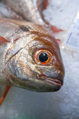 Fresh fish at market placed on ice