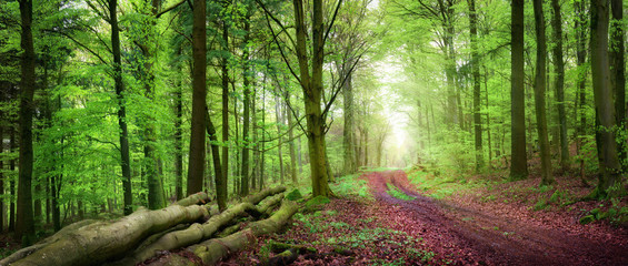 Forstweg im grünen Wald bei sanftem Licht. Panorama