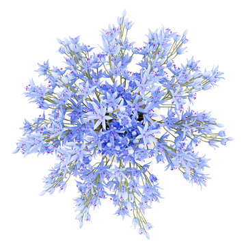 Top View Of Blue Flowers In Vase Isolated On White Background