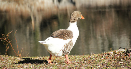 Gosling on the river