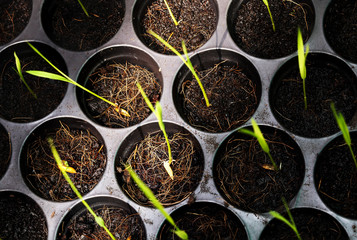 root and seedling of rice