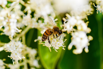 Honey bee at work on white flower