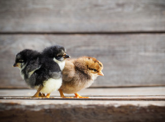 little yellow kid chick standing on wooden background
