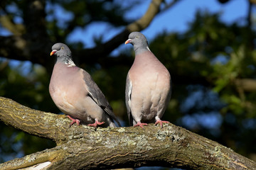 Common Wood Pigeon, Wood Pigeon, Columba palumbus