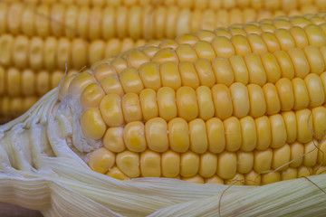 Fresh sweet corn 