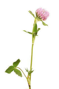 Branch with leaves and flower clover isolated on white background.