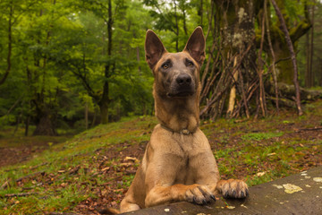 Malinois dog standing on a fallen tree trunk