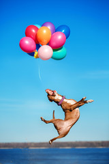 American staffordshire terrier dog jumps in the air to catch flying balloons
