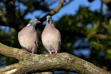 Common Wood Pigeon, Wood Pigeon, Columba palumbus
