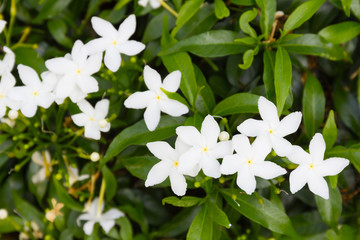 Gerdenia Crape Jasmine flower.