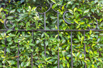 Tree leaf green background.