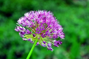 Allium Purple Sensation flower Reddish violet balls