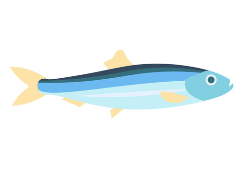 Herring fish vector illustration.