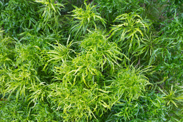 Trees green leaf green background.