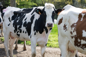 cows in field