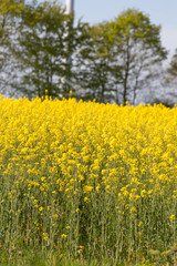 Obraz premium wind turbine in colza field