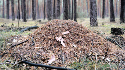 anthill in a forest