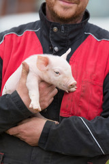 farmer holding young pig © eric