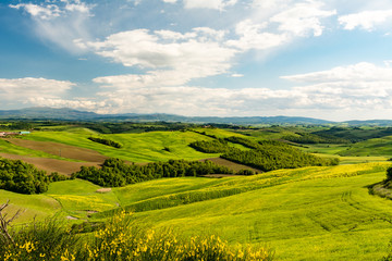 Scenic landscape with green hills, tree and yellow flowers in fo