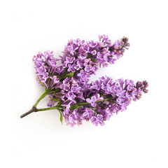 lilac flowers twig