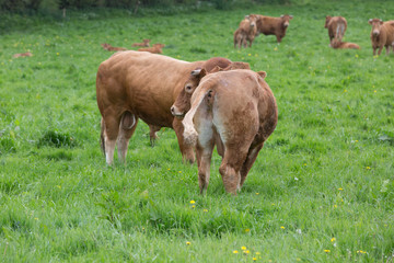 cows and bull