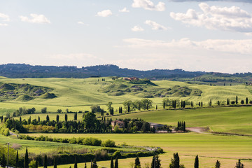 A road near Siena in Tuscany lined with cypresses