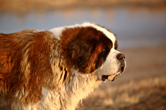 Big Saint Bernard Dog Near Saskatchewan Pond
