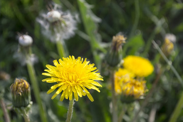 dandelion on the green grass
