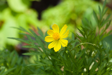 Macro of Yellow Cosmos (Cosmos sulphureus) flowers with blur background