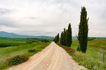 Fototapeta premium Panoramic view of a dirt road in Val d'Orcia, Tuscany
