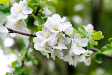 A blooming branch of apple tree in spring. Apple spring garden, gardening. Care, crop planting apple trees.