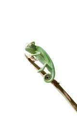 Printed kitchen splashbacks Chameleon Greenish chameleon on branch isolated on white background