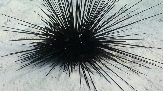 Black diadem sea urchin (Echinothrix diadema) on sandy bottom in search of food on Coral Reef. Amazing, beautiful underwater marine sea world Red Sea and life of its inhabitants, creatures and diving.