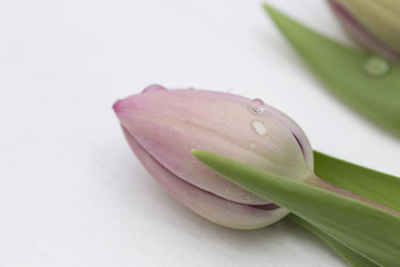 Light pink tulip on wood background