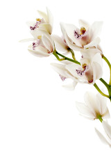 Naklejka premium pink orchids on a white background