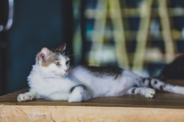 Portrait cat  with filter effect retro